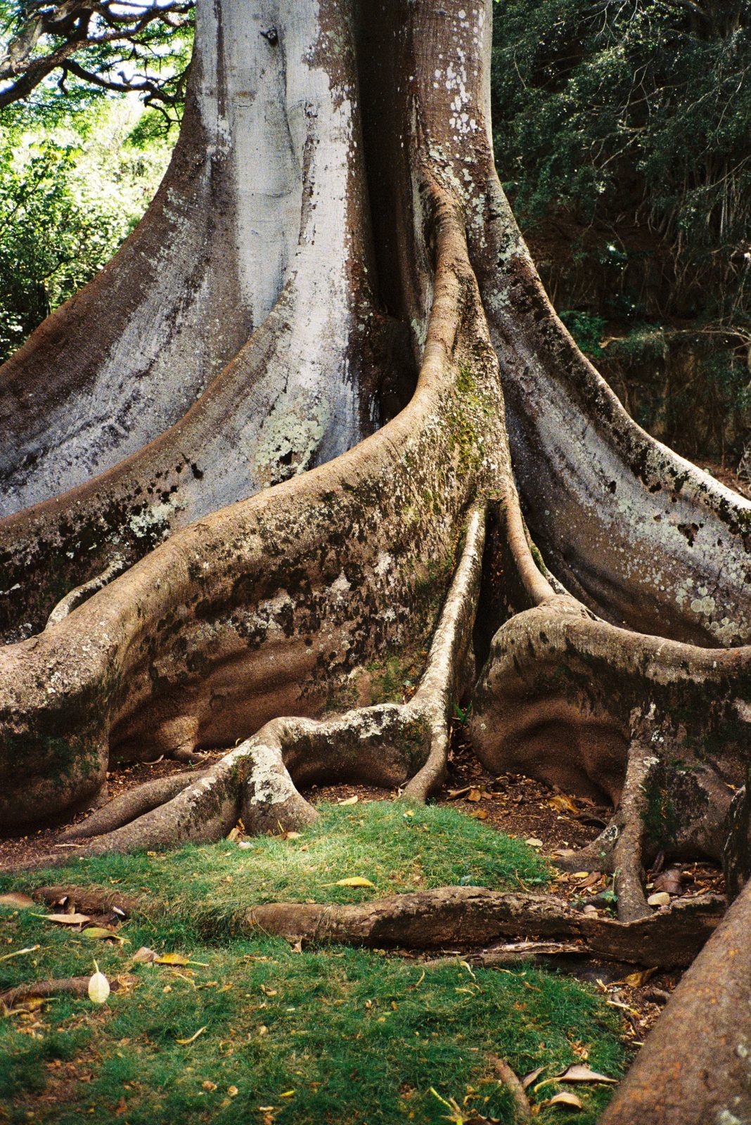 Buttress roots of a giant fig tree