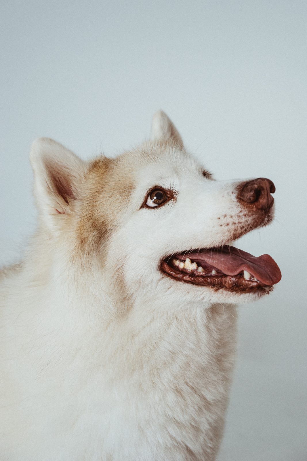 Cream husky mid-smile