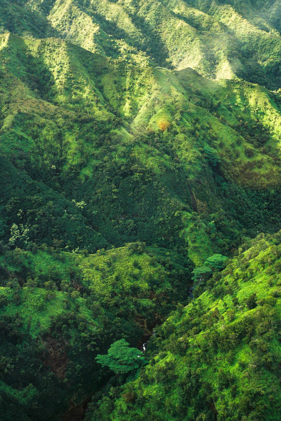 Lush valley folds in deep green