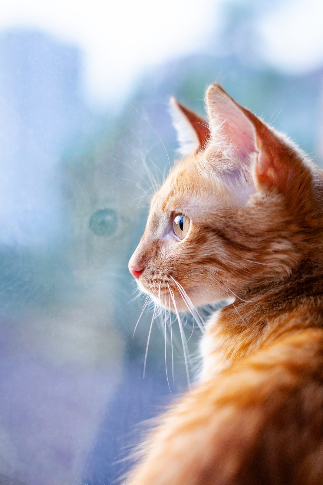 Orange cat in profile at a blue window