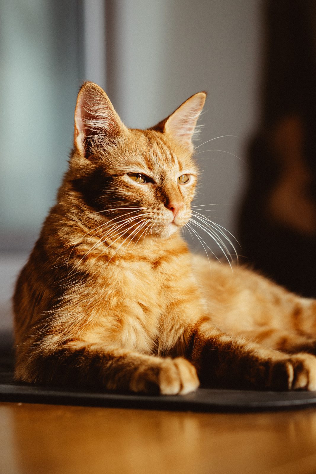 Orange cat lounging on a tabletop