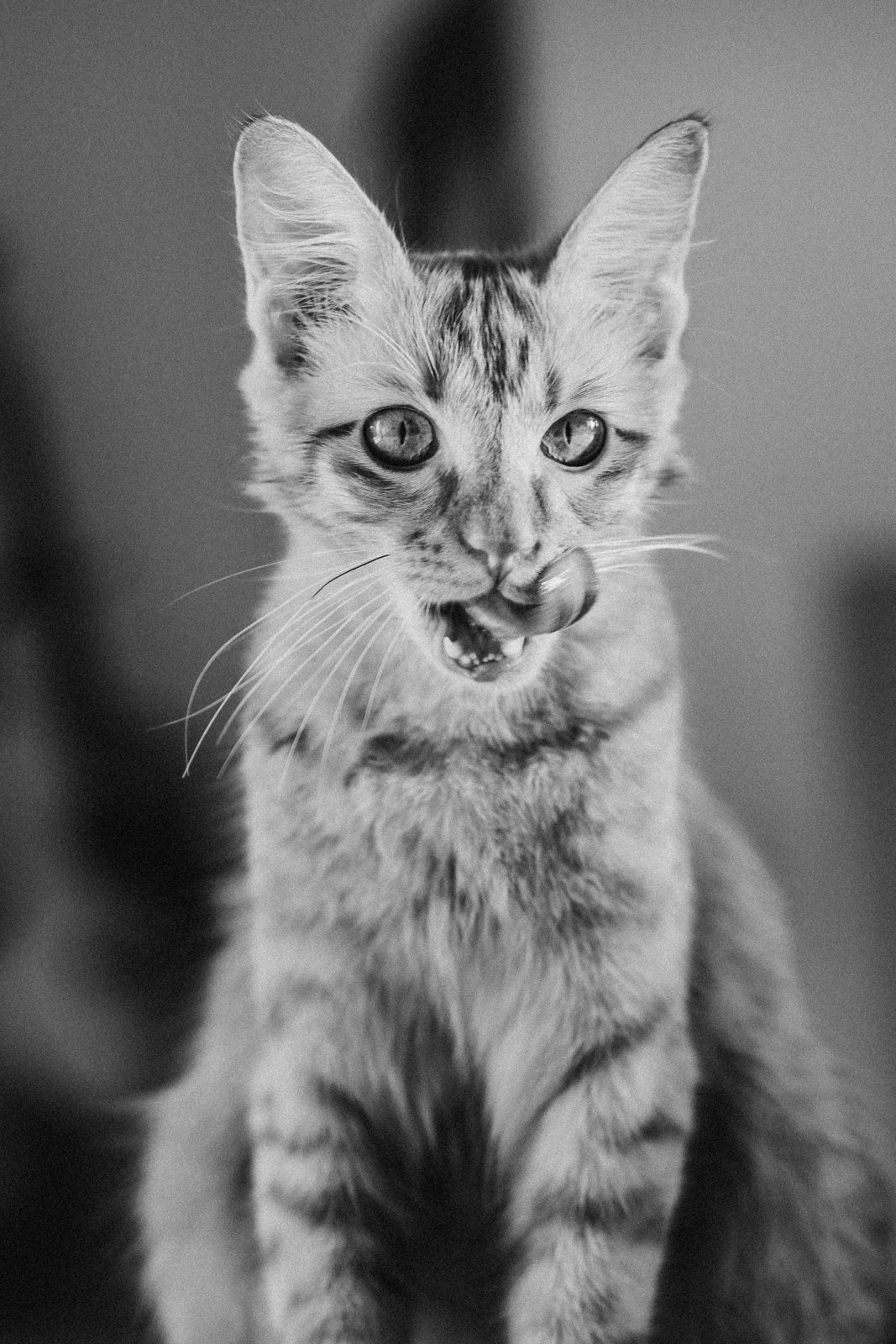 Kitten portrait, in black and white