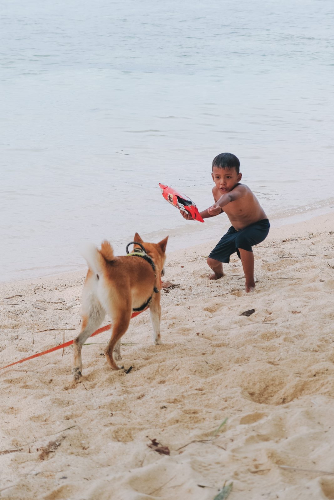Boy and dog playing on the sand